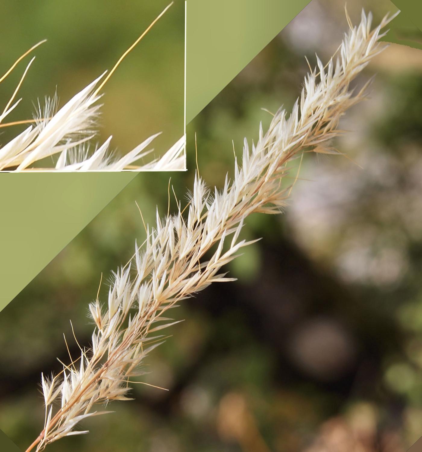 Silver Spear Grass flower